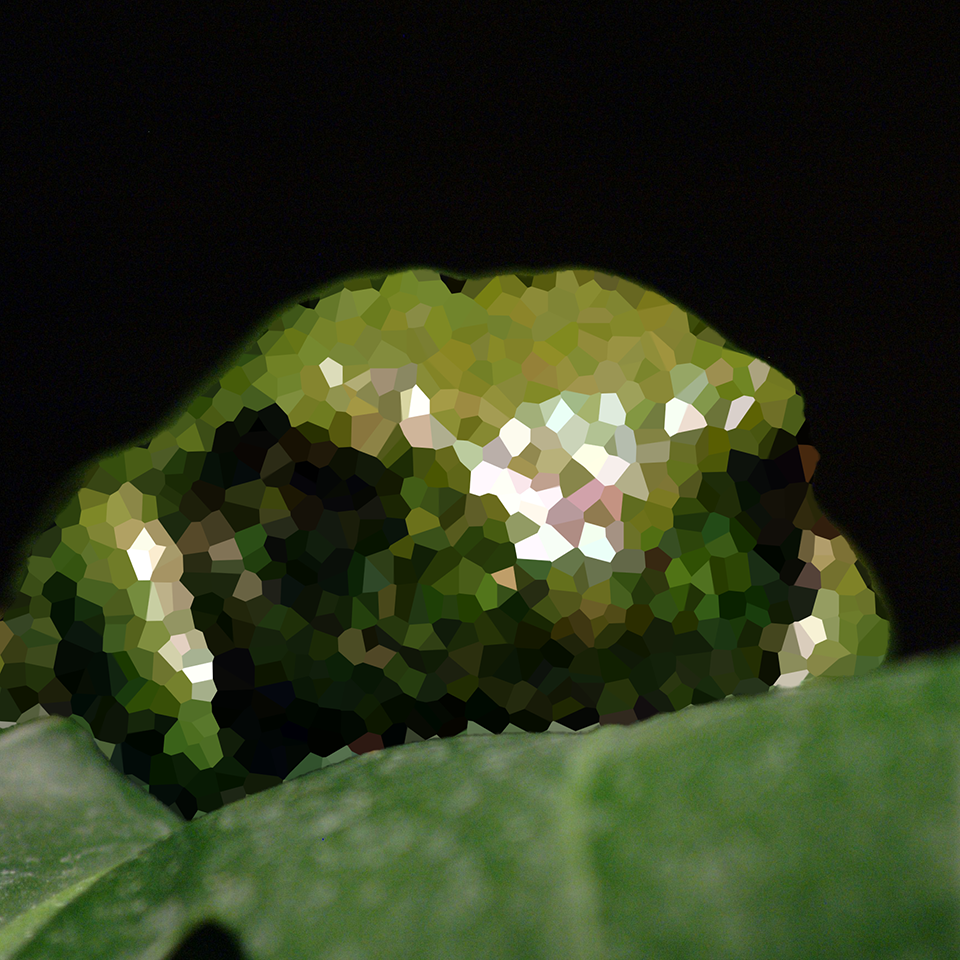 Frog on Leaf
