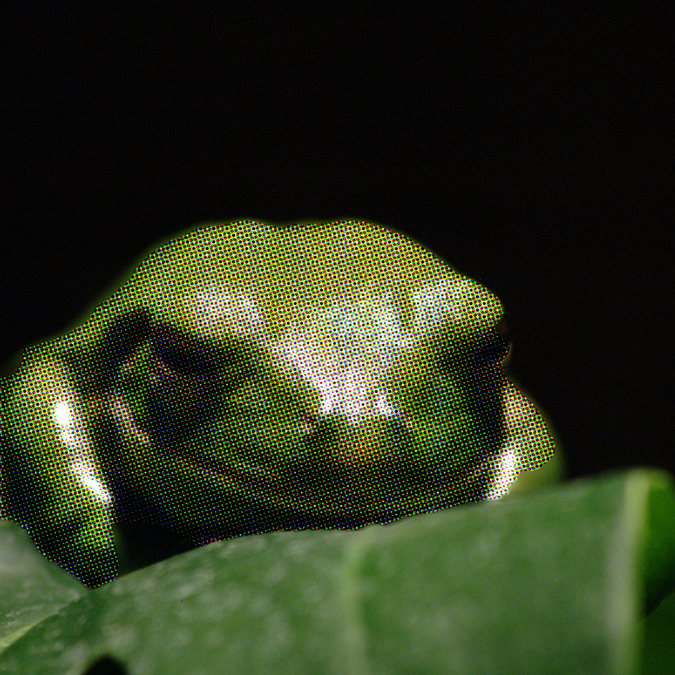 Frog on Leaf