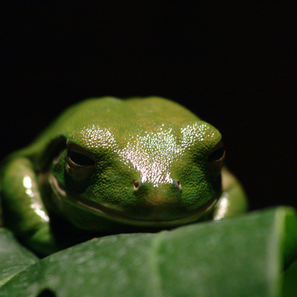 Frog on Leaf