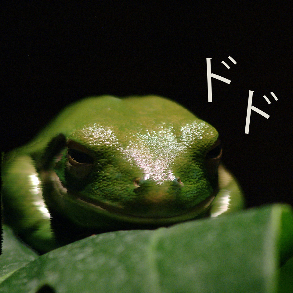 Frog on Leaf