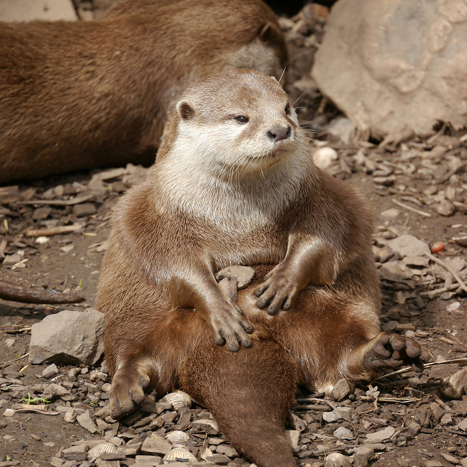 Otter Sitting
