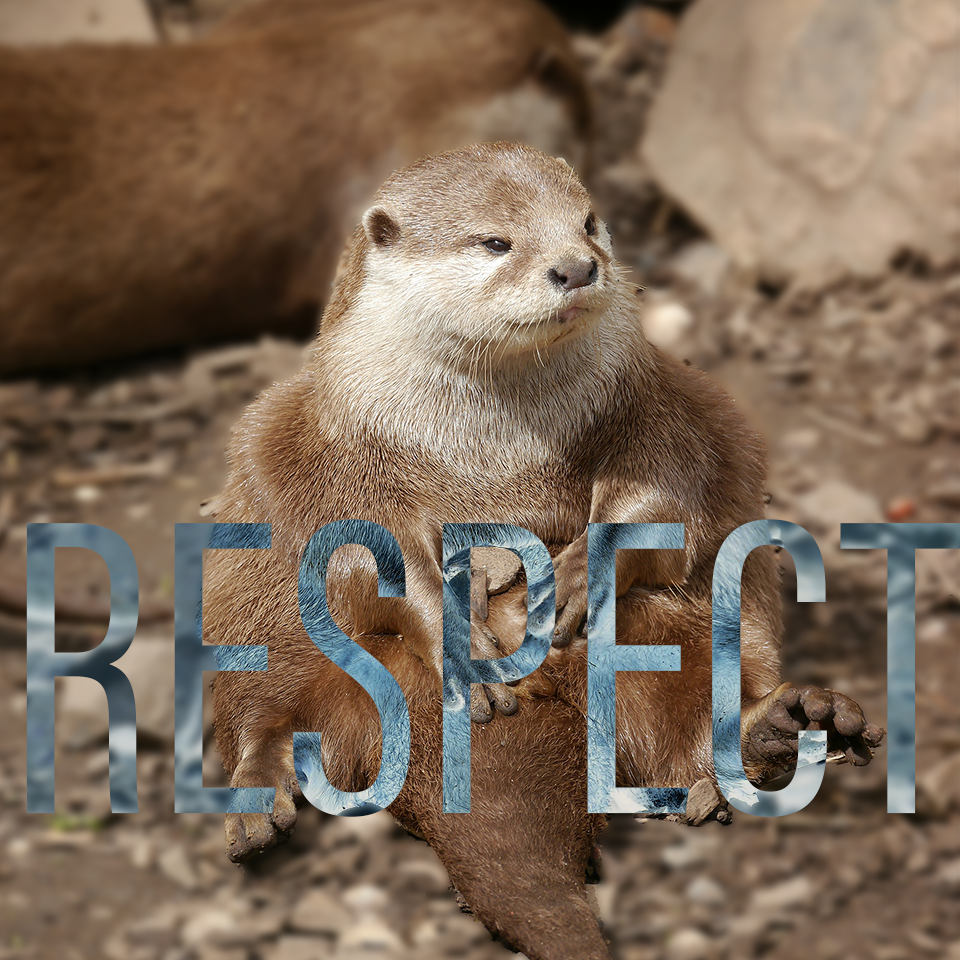 Otter Sitting